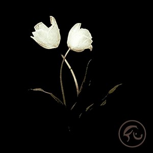 Cover BORN FOR BLISS